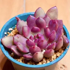 多肉植物 ⭐️ピンクルルビー⭐️韓国苗育成 抜き苗 e170