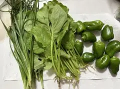 野菜セット 野菜