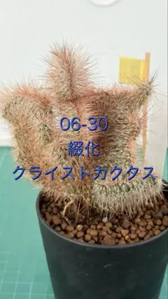 カクタスグリーン産 トリケラトプス 子株 2株セット - メルカリ