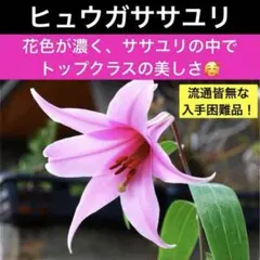 あっくん出品❗ササユリ球根2球・カノコ1球・マツバユリ1球お届け！ 楽天市場】球根 ササユリの通販