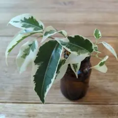 モッピー様 リクエスト 2点 まとめ商品