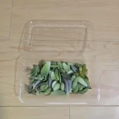 エケベリア・セダム 葉挿し苗➁　50g+α