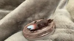 Item thumbnail for item 6ebc4552-6d69-47ab-9b89-f8a9d72ebd60