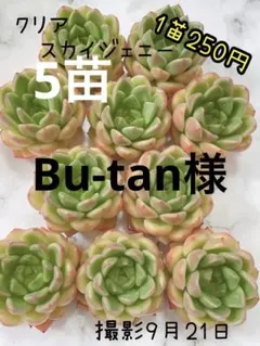 Bu-tan様 リクエスト 3点 まとめ商品