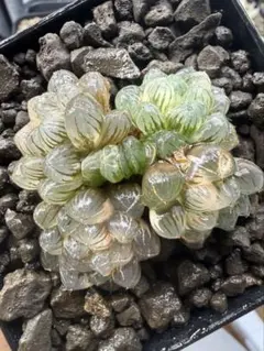 ハオルチア　雫石オブツーサ錦　寄せ植え4株のサムネイル