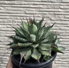 2026年最新】アガベ曲棘八荒雷神の人気アイテム - メルカリ