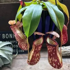 2026年最新】NEPENTHES 食虫植物の人気アイテム - メルカリ