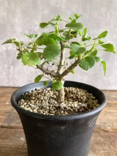 まとめ買い割引き済み　sachiken様 リクエスト 5点 まとめ商品