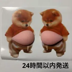 お腹シール 柴犬 猫 ネコ おなかぷくぷくシール 3D ぷにぷに 推し活 スマホ