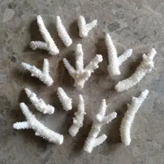 珊瑚小枝セット④☆ 珊瑚礁 貝殻 シーグラス 流木 石ころ 珊瑚 アロマストーン