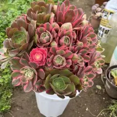 多肉植物アエオニウム錦❤️ピンクディジー❤️ 多肉植物アエオニウム錦❤️ピンクディジー❤️ - メルカリ