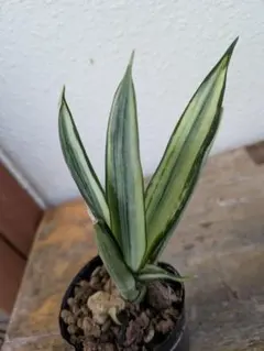 サンスベリア、観葉植物のサムネイル