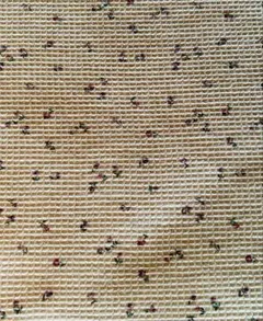 Item thumbnail for item ea9df9de-86f3-49f1-ada9-7b3dd2b4247b