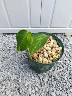 2026年最新】モンステラ デリシオーサ オーシャンミントの人気アイテム