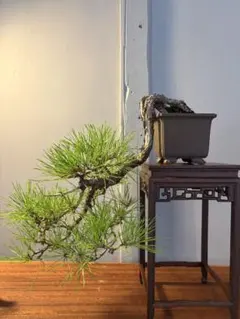 赤松 懸崖 松 古木 小品盆栽 盆栽 鉢 捻転 赤松 懸崖 松 古木 小品盆栽 盆栽 鉢 捻転 - メルカリ