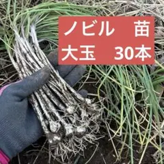2026年最新】ノビル 苗の人気アイテム - メルカリ