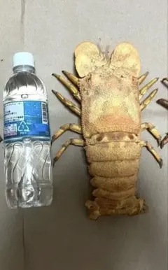 まいまい様専用 エドアブラザメ 頭骨標本 - メルカリ