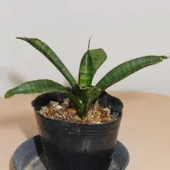 Jojo様 リクエスト 5点 まとめ商品