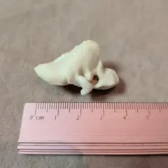 イルカの耳骨【大きさ2.8㎝】 - メルカリ
