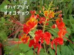 [第四種] オハイアリイ オオゴチョウ ハワイ王族の木 ハワイアン 抜き苗発送のサムネイル