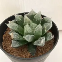 そらじろう様 リクエスト 2点 まとめ商品