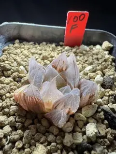 100f 多肉植物　ハオルチア　九尾狐実生錦　自家繁殖　鉢植え発送のサムネイル
