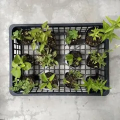 Yellow Moon dwarf Totoroなどビカクシダ胞子培養株35種 - メルカリ