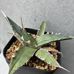 アガベ キシロナカンサ Agave xylonacantha 酒呑童子 子株 - メルカリ