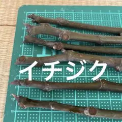 2026年最新】いちじく穂木の人気アイテム - メルカリ