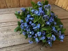 はなはな様 リクエスト 2点 まとめ商品