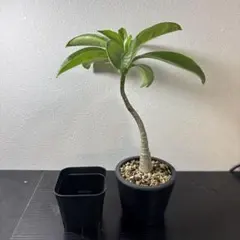 2025年最新】パキポディウム デカリーの人気アイテム - メルカリ