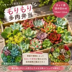 2026年最新】多肉植物エケベリア寄せ植えセット多肉弁当の人気アイテム