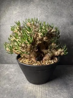 2026年最新】チレコドン レティキュラータスの人気アイテム - メルカリ