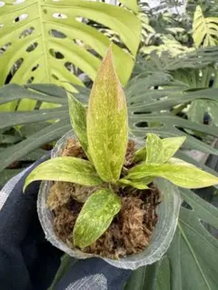 ゆず様 リクエスト 3点 まとめ商品