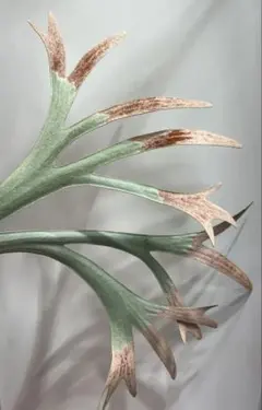 2026年最新】白ビカクの人気アイテム - メルカリ