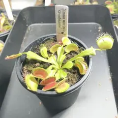Dionaea muscipula 'Oroshigane' ハエトリソウ　卸金のサムネイル
