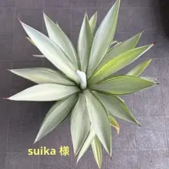 2026年最新】デスメティアーナの人気アイテム - メルカリ