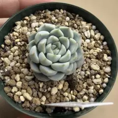 は*゜様 【極上苗】ミックスベリア 青鬼 多肉植物 おらいさん 自家繁殖
