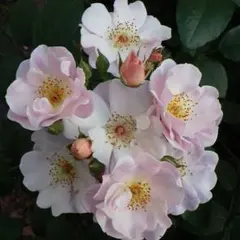 セナ様 リクエスト 2点 まとめ商品