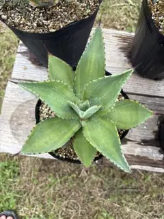 Yucca gloriosa ユッカグロリオサ キミガヨラン ⑥ - メルカリ