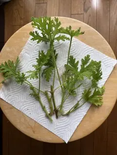 メルメルワクワク様 リクエスト 2点 まとめ商品