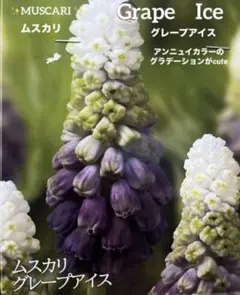 球根✨グレープアイス(ムスカリ) 3球根✨素敵なニュアンスカラー　cuteのサムネイル