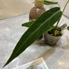 ★超上品なフラットイヤー★アンスリウム　ポーティラエ× サブシグナタム　レア交配 2025年最新】レアアンスリウムの人気アイテム - メルカリ