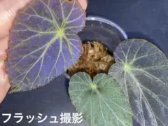 Begonia rockii 原種 ベゴニア ロッキー 極青株 青ベゴニア - メルカリ