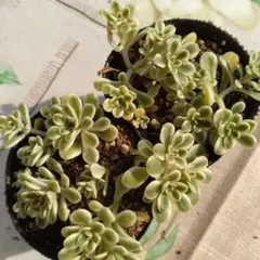 2026年最新】浜万年草の人気アイテム - メルカリ