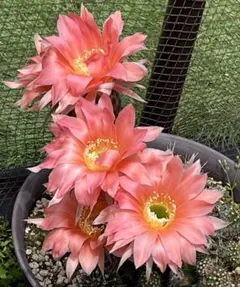 k*1様 血色 白檀 花サボテン 紅色咲き 群開花 カキコ - メルカリ