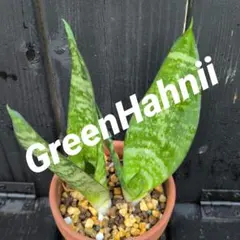 2025年最新】サンスベリアの人気アイテム - メルカリ