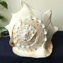 天然素材 ウニ殻 シーウーチン 綺麗なガンガゼ 標本 - メルカリ