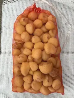 L〜SSサイズ混合キズ　無臭ニンニク種・球根 3kg(100粒以上)その⑧ L〜SSサイズ混合キズ 無臭ニンニク種・球根 3kg(100粒以上)その⑧