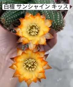 貴重実生品種‼️花サボテン 良香8年株 貴重実生品種‼️花サボテン 良香8年株